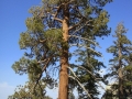 Mount San Jacinto